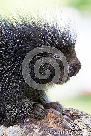 Baby porcupine portrait Stock Photo