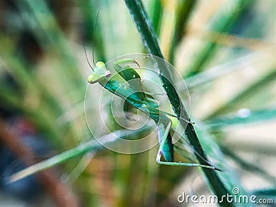 Baby Praying Mantis Stock Photo