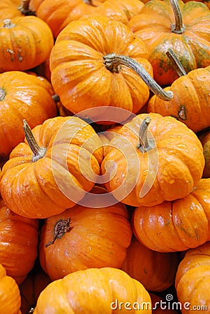 Baby pumpkin Stock Photo
