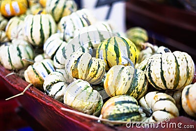 Baby pumpkin Stock Photo