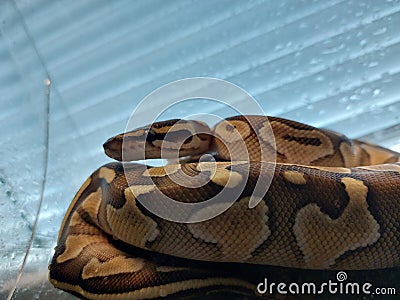 A baby python snake with a kink, royal python, reptiles, reptil Stock Photo