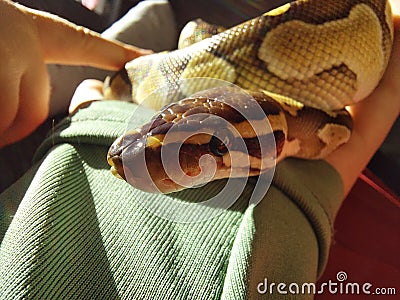 A baby python snake, royal python, reptiles, reptil Stock Photo