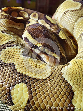 A baby python snake, royal python, reptiles, reptil Stock Photo