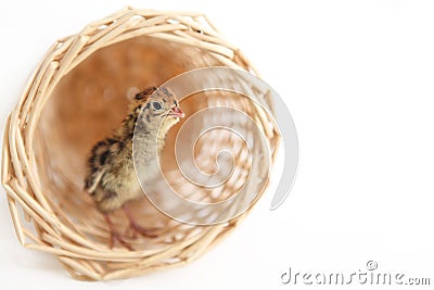 Baby quail Stock Photo