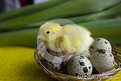 Baby quail sitting on eggs in a basket. Easter. The concept of the birth of a new life Stock Photo