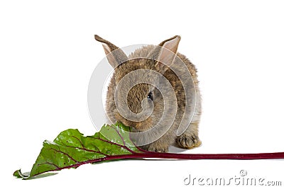 Baby rabbit eating Stock Photo