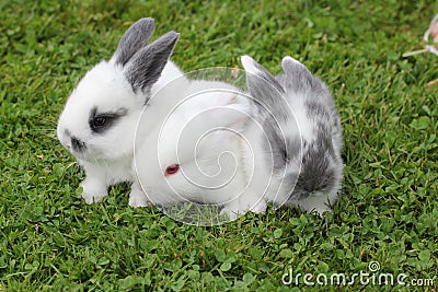 Baby rabbits in grass Stock Photo
