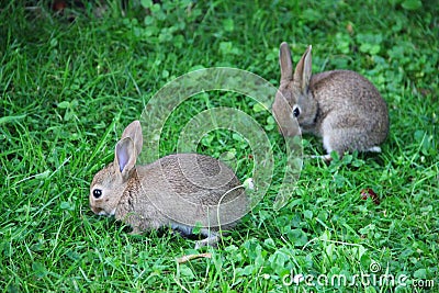 Baby rabbits in grass Stock Photo