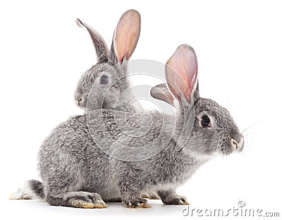 Baby rabbits. Stock Photo