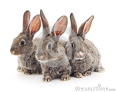 Baby rabbits. Stock Photo