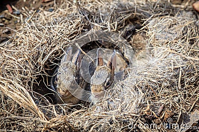 Baby rabbits in the nest Stock Photo