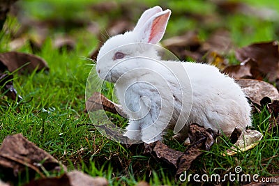 Baby rabbits are running around Stock Photo