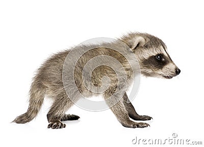 Baby raccoon (6 weeks) - Procyon lotor Stock Photo