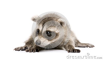 Baby raccoon (6 weeks) - Procyon lotor Stock Photo