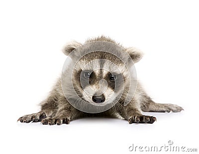 Baby raccoon (6 weeks) - Procyon lotor Stock Photo