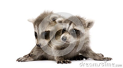 Baby raccoon (6 weeks) - Procyon lotor Stock Photo