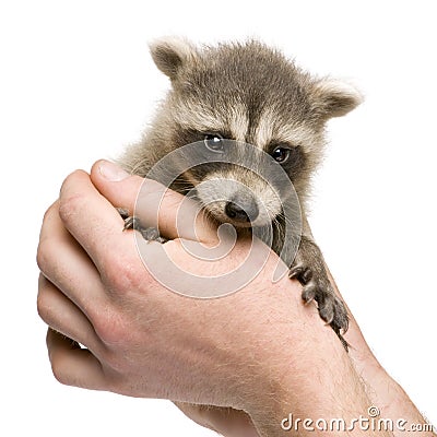 Baby raccoon (6 weeks) - Procyon lotor Stock Photo