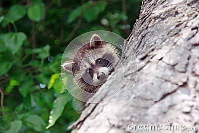 Baby Raccoon Stock Photo