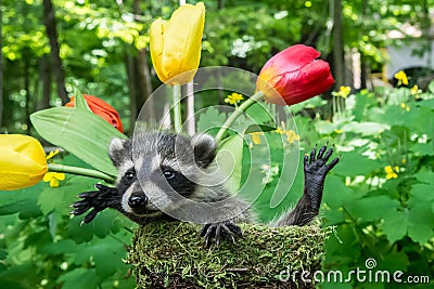 Baby Raccoon in a flower pot Stock Photo