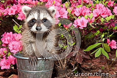 Baby Raccoon Stock Photo