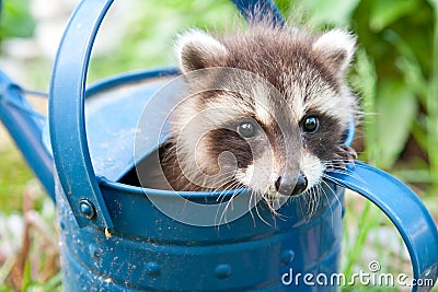 Baby Raccoon Stock Photo