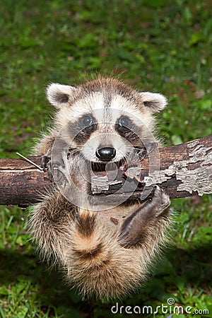 Baby Raccoon Learning to climb. Stock Photo