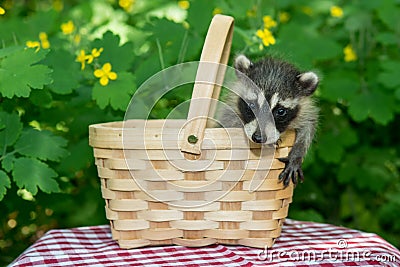 Baby Raccoon in picnic basket Stock Photo