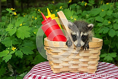 Baby Raccoon in a picnic basket Stock Photo