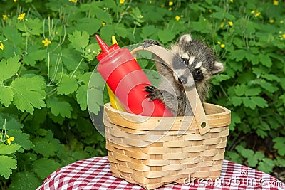 Baby Raccoon in a picnic basket Stock Photo