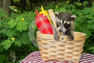 Baby Raccoon in a picnic basket Stock Photo