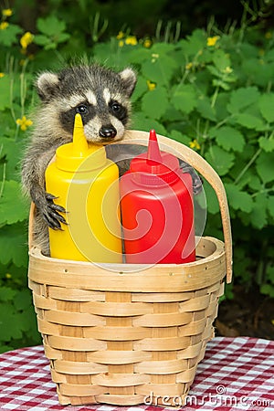 Baby Raccoon in a picnic basket Stock Photo