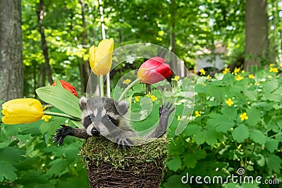 Baby Raccoon Stock Photo