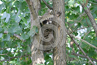 Baby Raccoon Between Tree Trunks Stock Photo