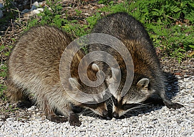 Baby Raccoons Stock Photo