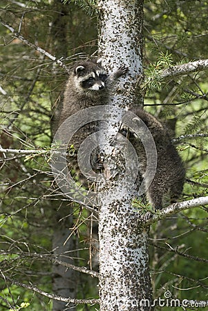 Baby raccoons Stock Photo