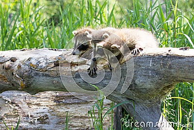 Baby raccoons being attentive Stock Photo