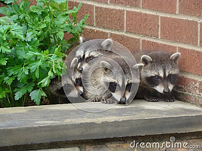 Baby Raccoons in the Garden Stock Photo