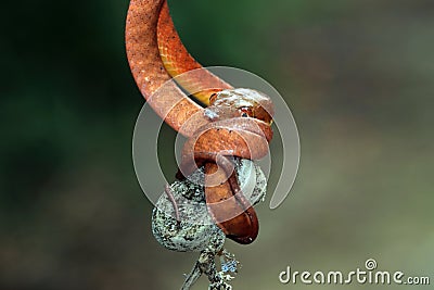 Baby red boiga snake on tree trying eat house gecko Stock Photo