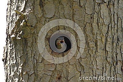 Baby red-shafted Northern Flicker calling from a hole in tree Stock Photo