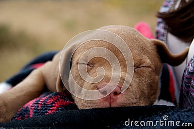 Baby Rednose Pitbull Stock Photo