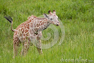 Baby Reticulated Giraffe Stock Photo