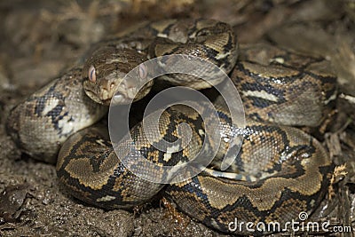 Baby Reticulated Python Python reticulatus Stock Photo