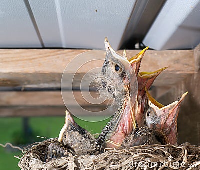 Baby Robin birds in a nest Stock Photo