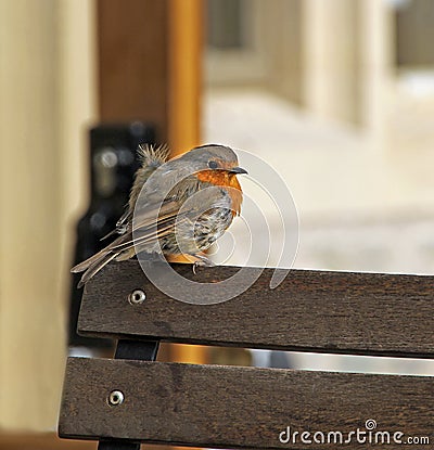 Baby robin on cafe chair Stock Photo