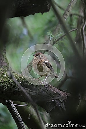 Baby robin hides in the woods Stock Photo