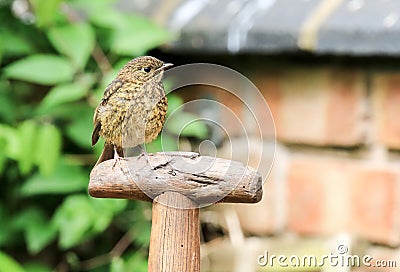 Baby Robin sat on spade handle Stock Photo