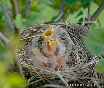 Baby Robins Stock Photo