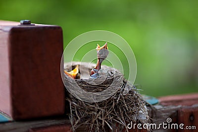 Baby robins in nest with mouths open Stock Photo