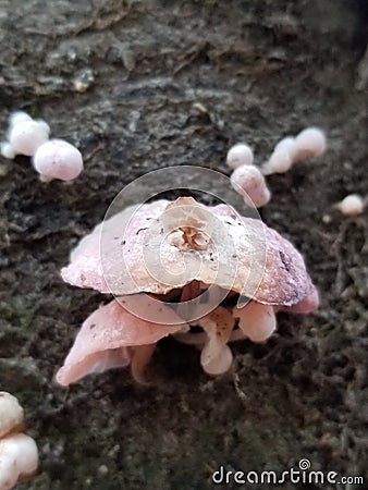Baby Rose mushroom Stock Photo