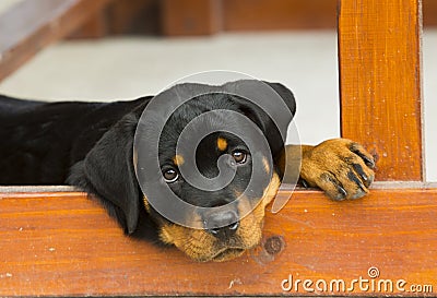 Baby Rottweiler puppy Stock Photo